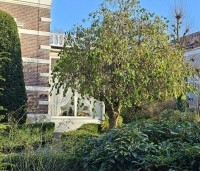 Corylus avellana 'Contorta' - Kronkelhazelaar - 1