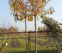 Castanea sativa 'Lyon'