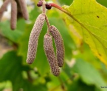 Corylus maxima 'Purpurea'