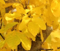 herfstblad Juglans regia 