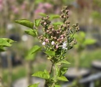 Syringa vulgaris 'Beauty of Moscow' - Sering 'Beauty of Moscow' - 1