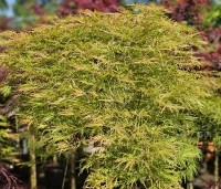Acer palmatum 'Dissectum' - Japanse esdoorn 'Dissectum' - 3