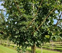 Acer campestre 'Elsrijk' - Veldesdoorn - 4