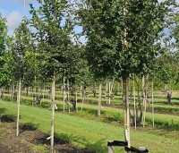 Acer campestre 'Elsrijk' - Veldesdoorn - 5