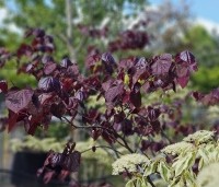 Cercis canadensis 'Forest Pansy' - Amerikaanse judasboom - 1
