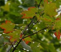 Acer rubrum 'October Glory' - Amerikaanse esdoorn - start herfstverkleuring rode esdoorn in oktober