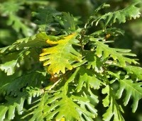 Quercus frainetto - Hongaarse eik - 5