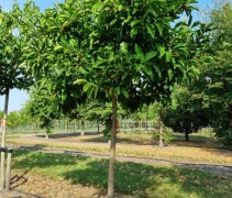 Magnolia 'Susan'
