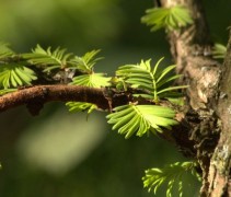 Metasequoia Glyptostroboïdes