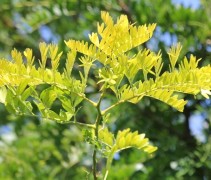 Valse Christusdoorn 'Sunburst', dakvorm met fris blad