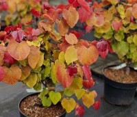 Cercis canadensis 'Eternal Flame' - Amerikaanse Judasboom 'Eternal Flame' - 2