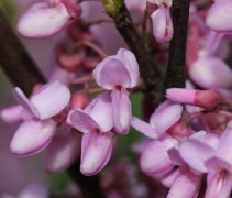 Cercis canadensis