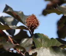 Fagus sylvatica 'Riversii'  beukennootje