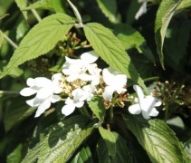 Viburnum plicatum Kilimandjaro