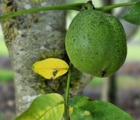 Juglans regia 'Bella Maria' - Walnoot 'Bella Maria' - 2