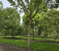 Pterocarya fraxinifolia - Vleugelnoot - 2