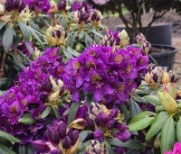 Rhododendron 'Marcel Menard' - Rododendron 'Marcel Menard' - 7