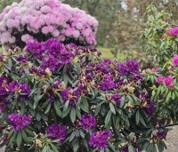 Rhododendron 'Marcel Menard' - Rododendron 'Marcel Menard' - 8