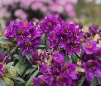 Rhododendron 'Marcel Menard' - Rododendron 'Marcel Menard' - 9
