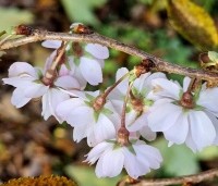 Prunus x subhirtella 'Autumnalis Rosea' - Winterkers - 8