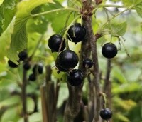 Ribes nigrum 'Titania' - Zwarte bes 'Titania' - 2