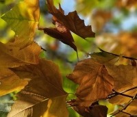 Platanus hispanica - Plataan - 3
