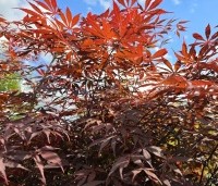 Acer palmatum 'Sumi-Nagashi' - Japanse Esdoorn 'Sumi-Nagashi' - 1