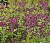 Syringa vulgaris 'Dark Purple' - Sering 'Dark Purple' - 5