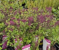 Syringa vulgaris 'Dark Purple' - Sering 'Dark Purple' - 4