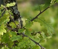 Quercus pubescens - Donzige eik - 6