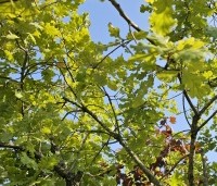 Quercus pubescens - Donzige eik - 7
