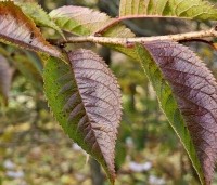 Prunus x subhirtella 'Autumnalis Rosea' - Winterkers - 1