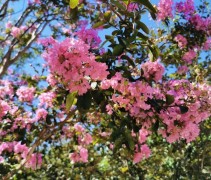 Bloemen Lagerstroemia indica 'Rosea', meerstammige boom