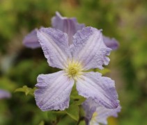 Bosrank 'Blue Angel' in bloei