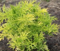 Golden tower met fris geelgroen blad