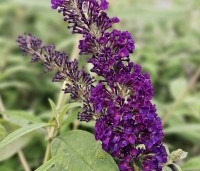 Buddleja davidii 'Black Knight' - Vlinderstruik 'Black Knight' - 1