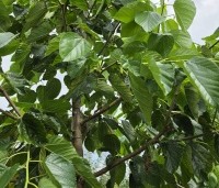 Morus illinois 'Everbearing' - Rode moerbei (kruising alba x rubra) - 1