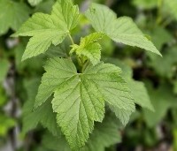 Ribes nigrum 'Titania' - Zwarte bes 'Titania' - zomerblad