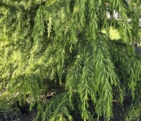 Cedrus deodara - Himalayaceder - 1