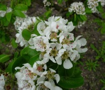 Pyrus communis 'Beurre Hardy' bloesem