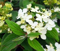 Viburnum Watanabe