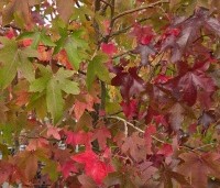 Liquidambar styraciflua - Amberboom - 3