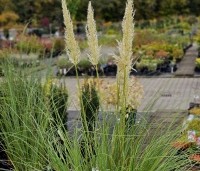 Cortaderia selloana 'Pumila' - Pampasgras 'Pumila' - 2
