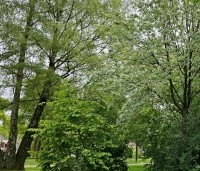 Corylus avellana - Gewone hazelaar - 2