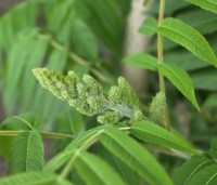Rhus typhina - Fluweelboom - 1