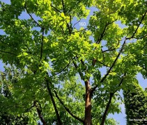 Acer griseum x nikoense