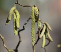 Corylus avellana 'Contorta'