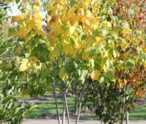 Acer Davidii