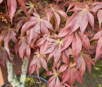 Acer palmatum 'Fior d'Arancio'