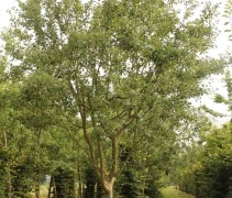 appelboom detail kroontakken